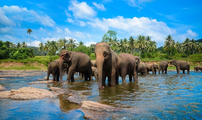 🌴 Sri Lanka Delight: A 3N/4D Kandy-Bentota-Colombo Itinerary for Indian Travelers.